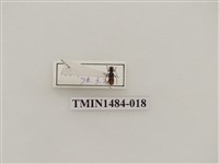 藏品(黑肩肖眉天牛)的圖片